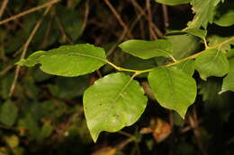 Image of goat willow