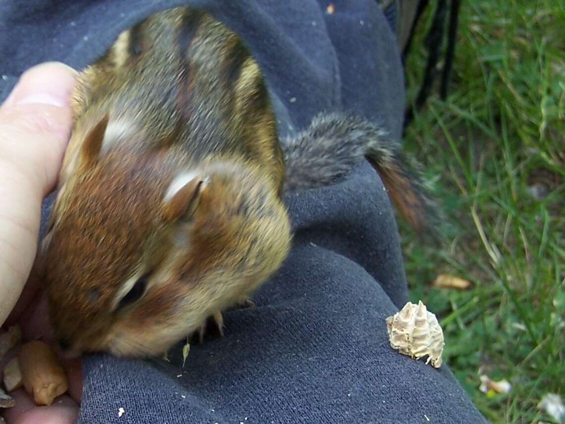 Image of Siberian Chipmunk