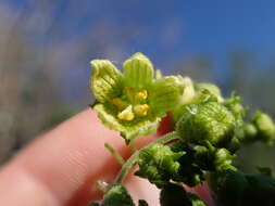 Image of white bryony