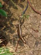 Image of Shanghai Elegant Skink