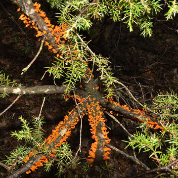 Image of Gymnosporangium clavariiforme (Wulfen) DC. 1805