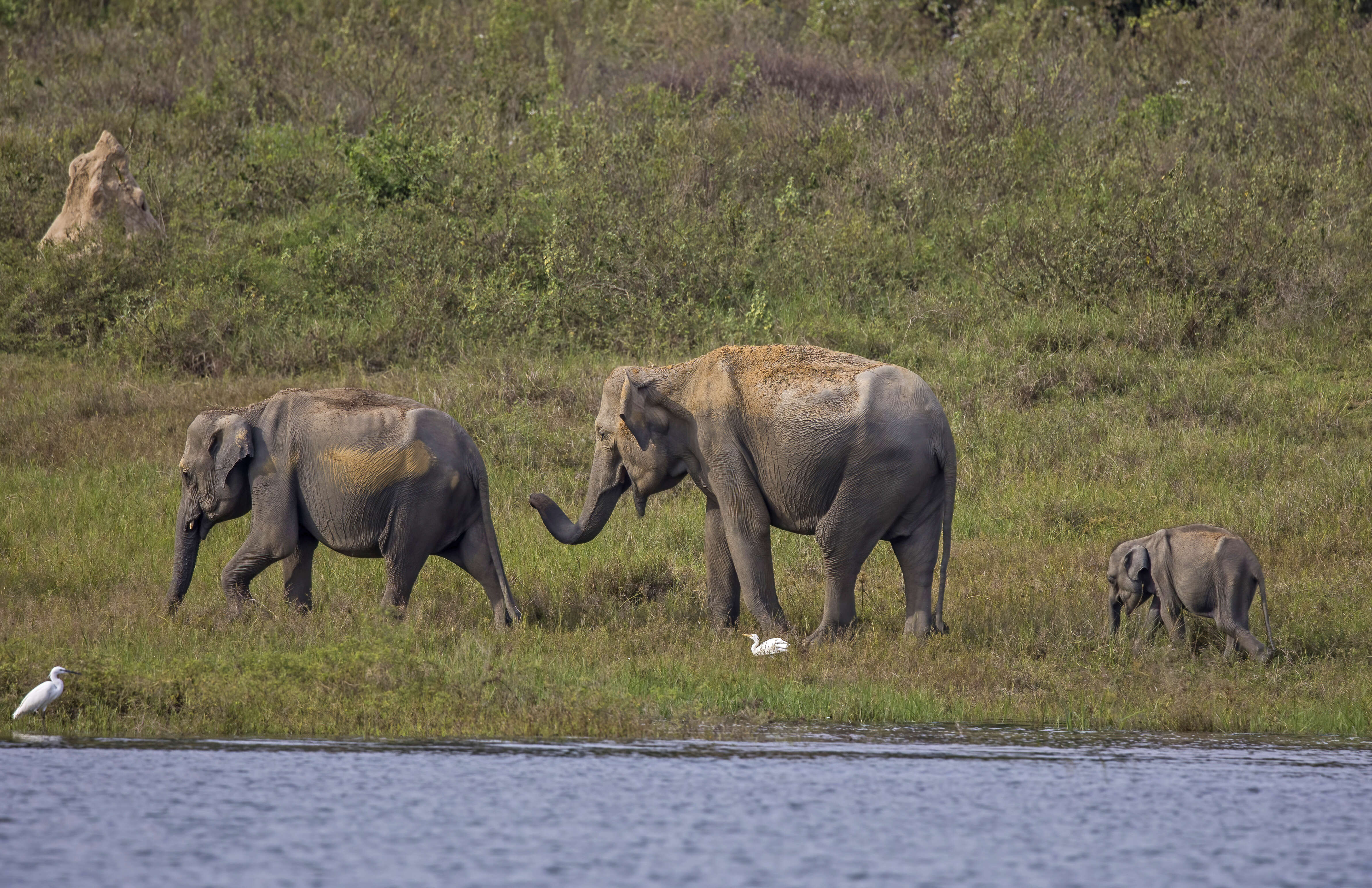 Image of Sri Lankan elephant