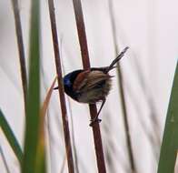 Image of Purple-backed Fairywren