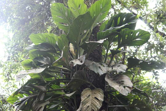 Image of Adanson's monstera