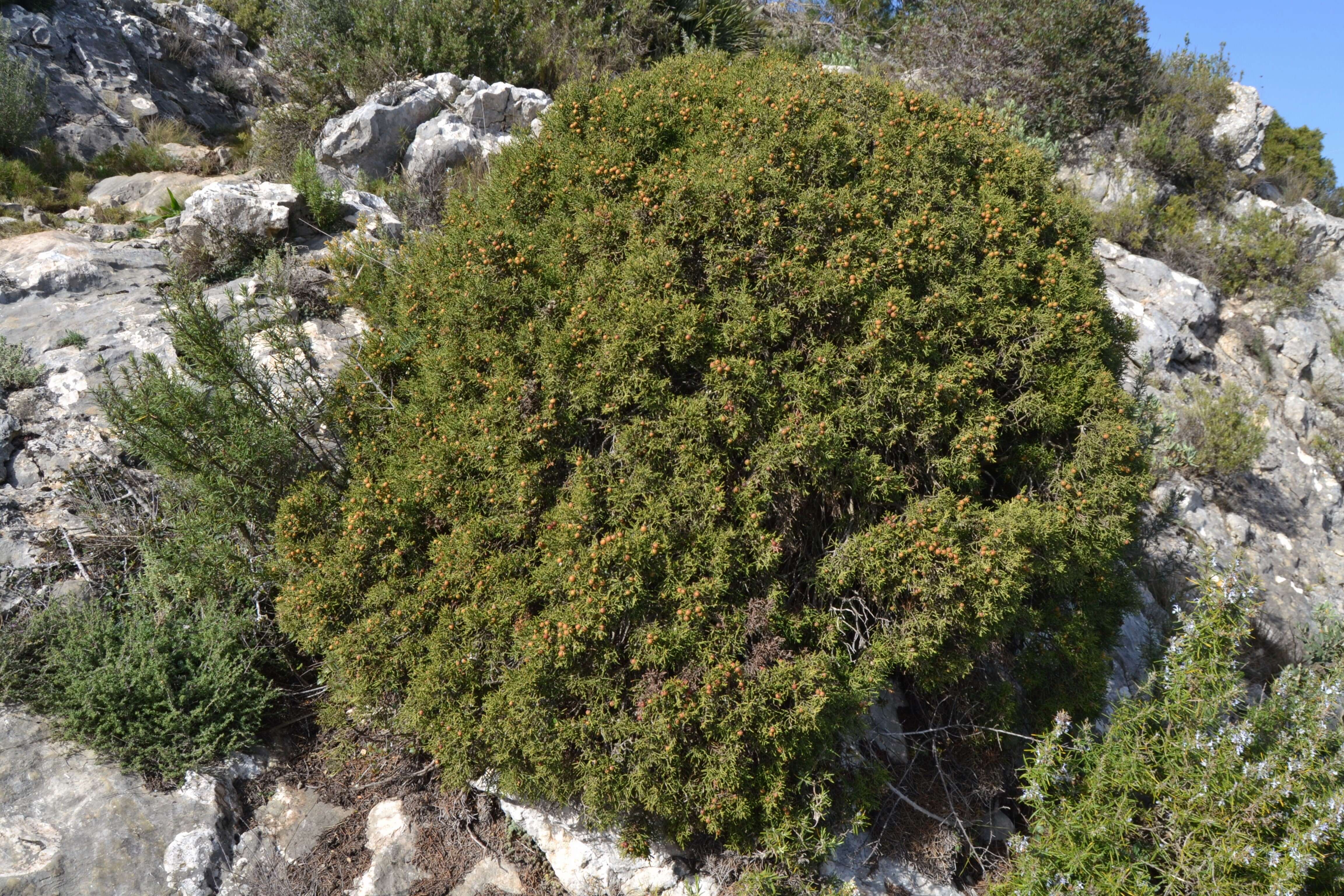 Image of Phoenician Juniper