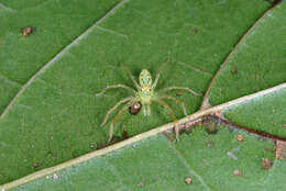 Image of Magnolia Green Jumper