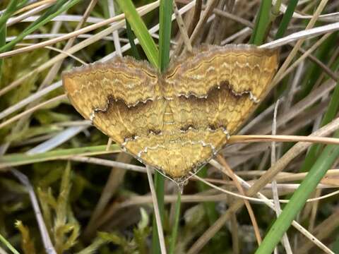 Plancia ëd Camptogramma bilineata