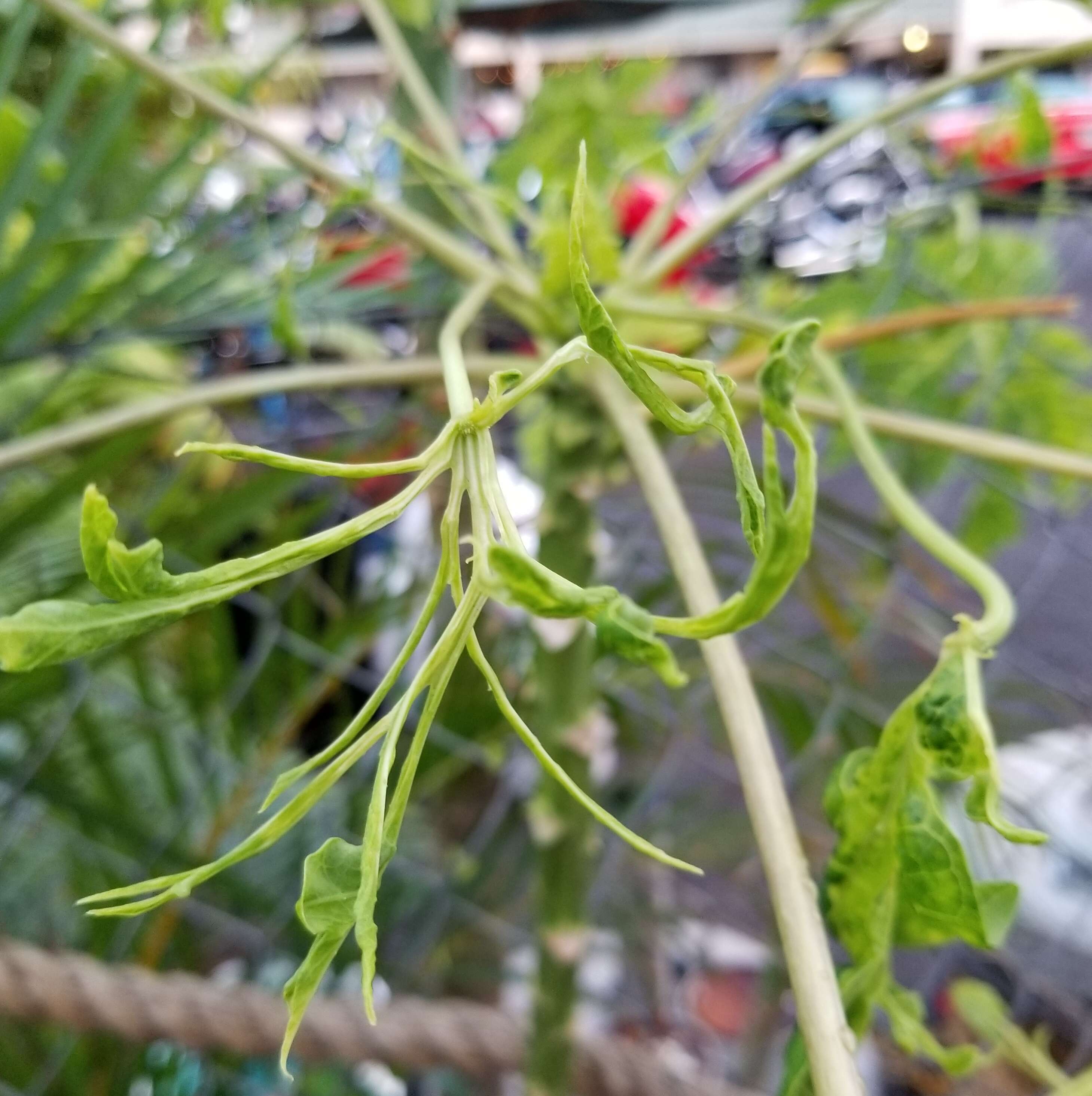 Image of Papaya ringspot virus