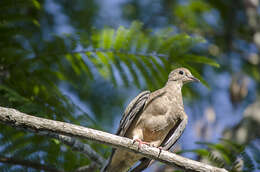 Image of American Mourning Dove