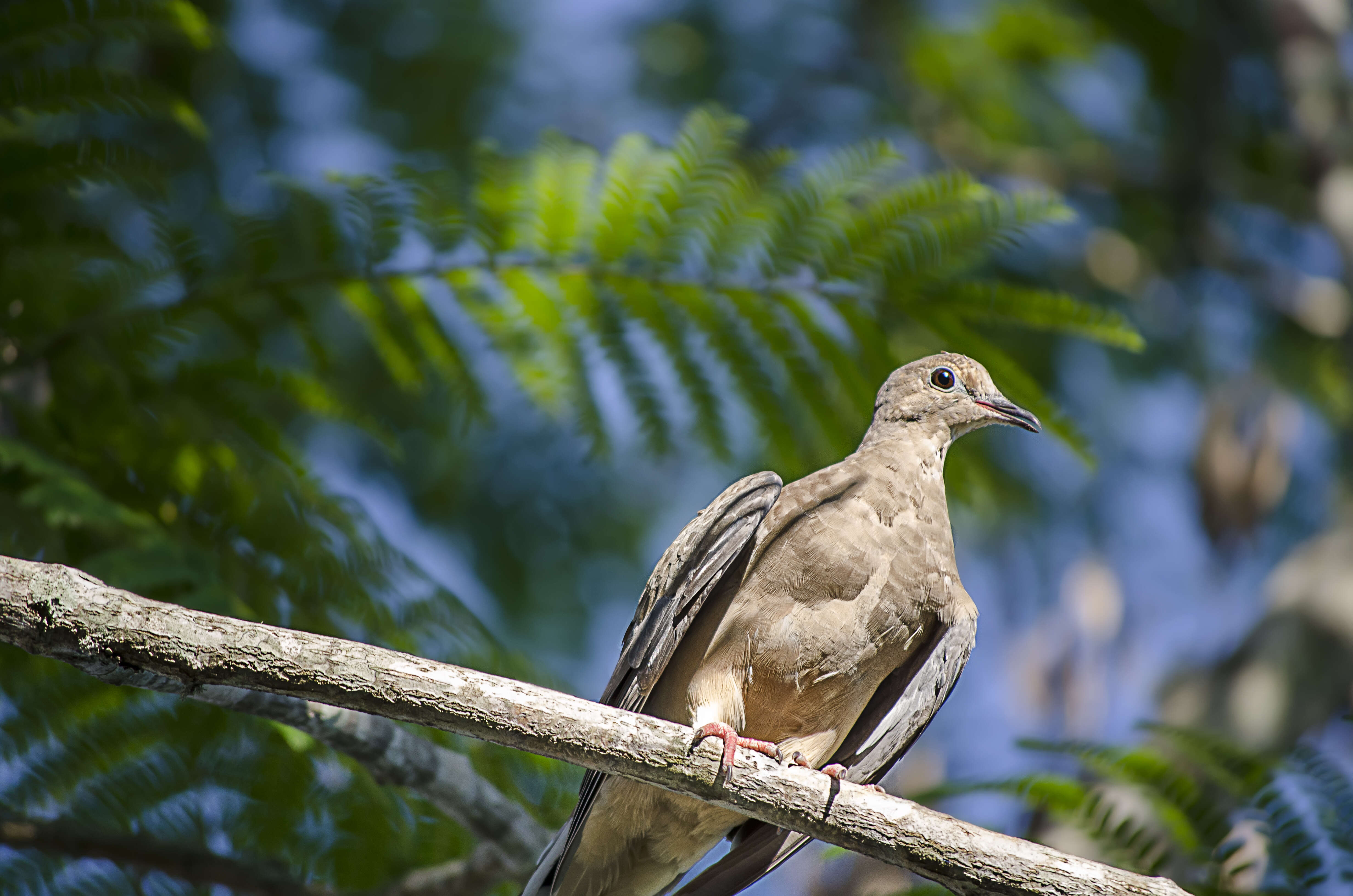 Image of American Mourning Dove