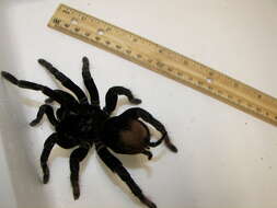 Image of Peruvian Steely Blue Tarantula