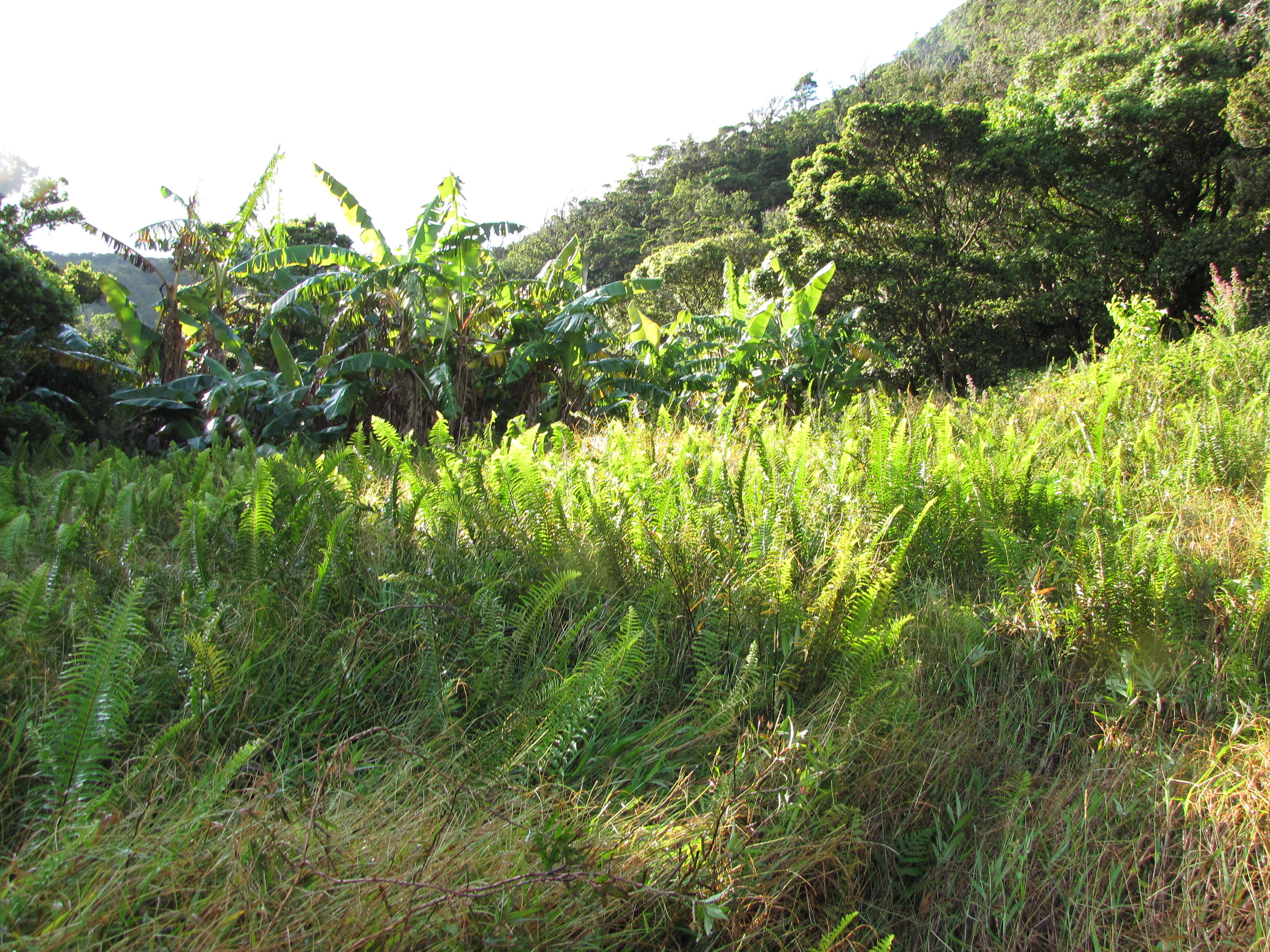 Image of Asian sword fern