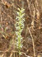 Platanthera yadonii (Rand. Morgan & Ackerman) R. M. Bateman resmi