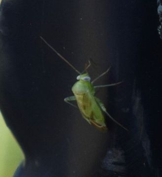 18.https www inaturalist org photos 5493702.580x360