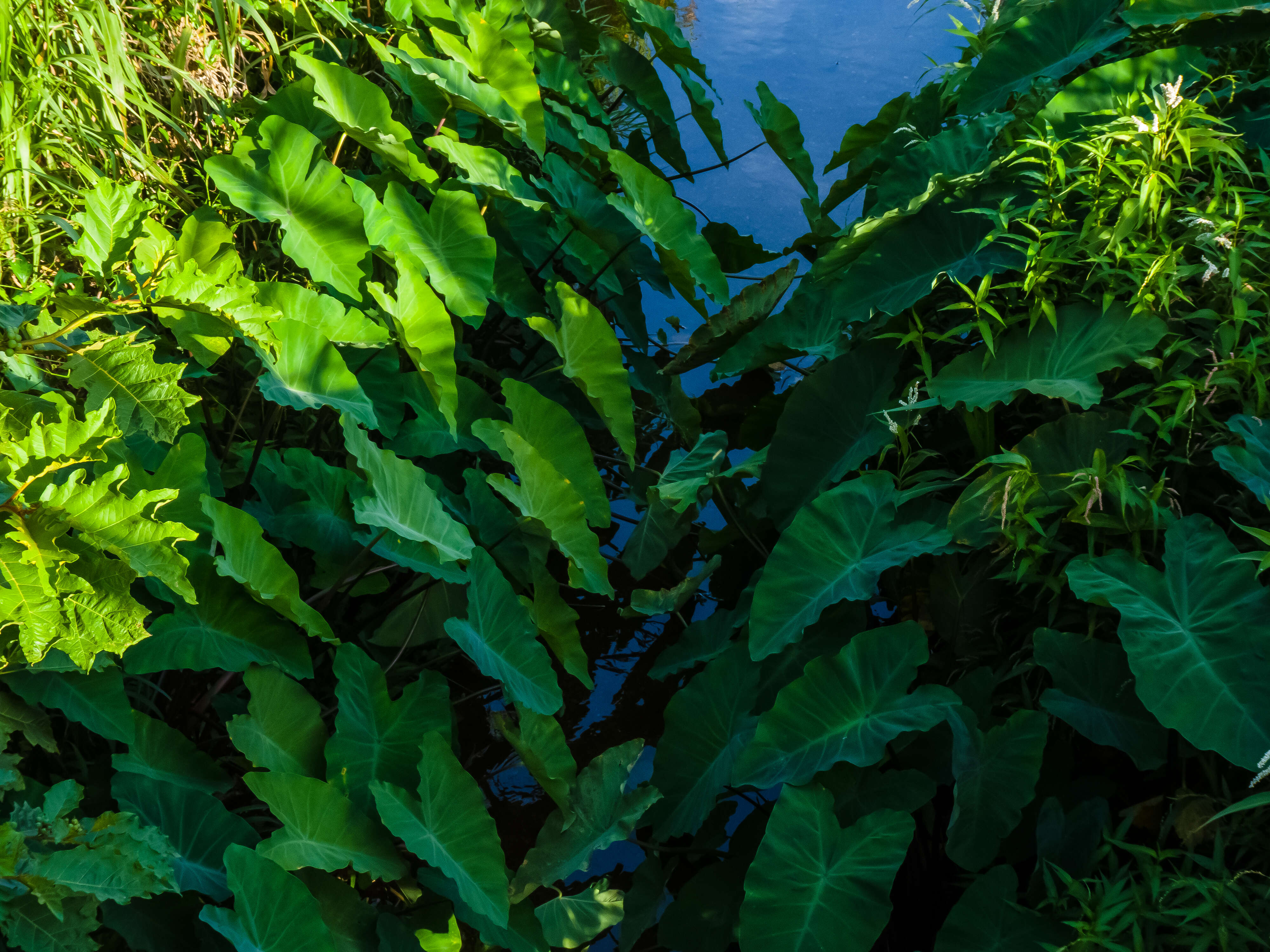 Image of Wild Taro