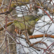 Image of Orange-crowned Warbler