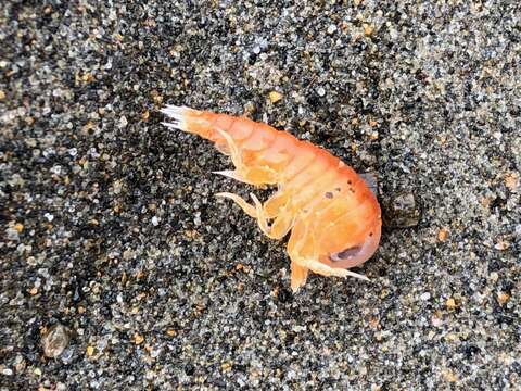 Image of jellyfish amphipods