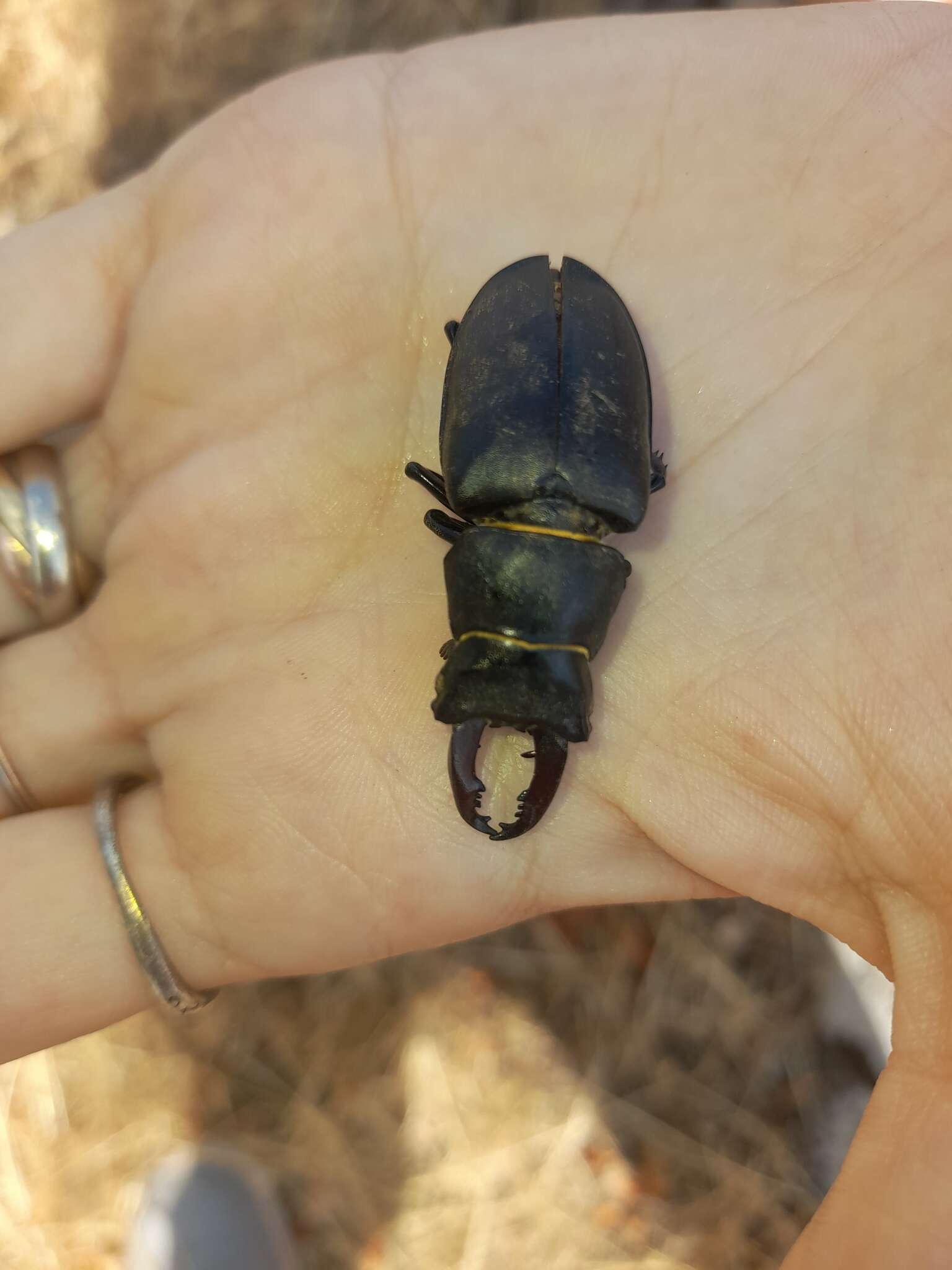 Image of Stag beetle