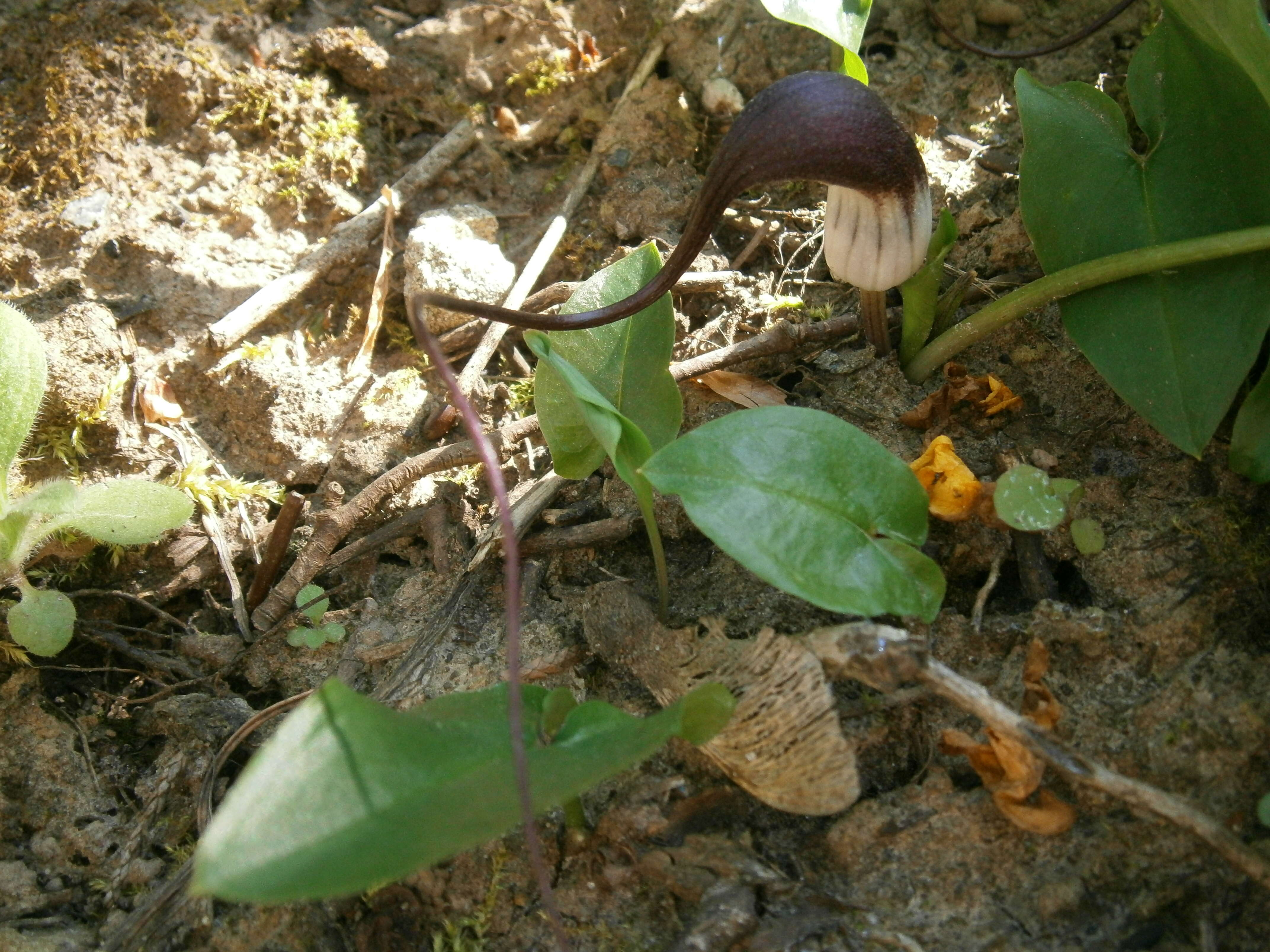 Image of Arisarum proboscideum (L.) Savi