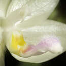 Imagem de Phalaenopsis floresensis Fowlie