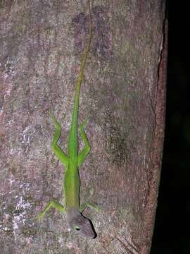 Image of Saint Lucia tree lizard