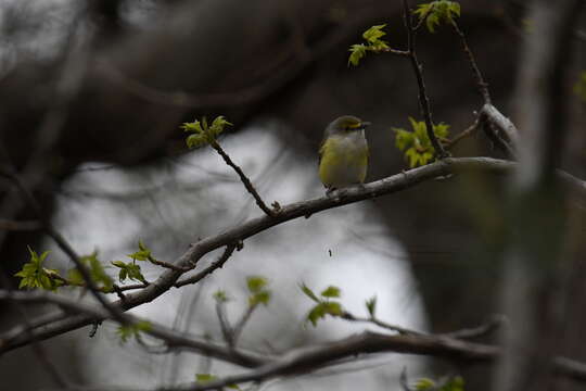 Слика од Vireo griseus (Boddaert 1783)