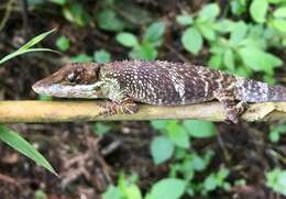 Image of Flat Andes Anole