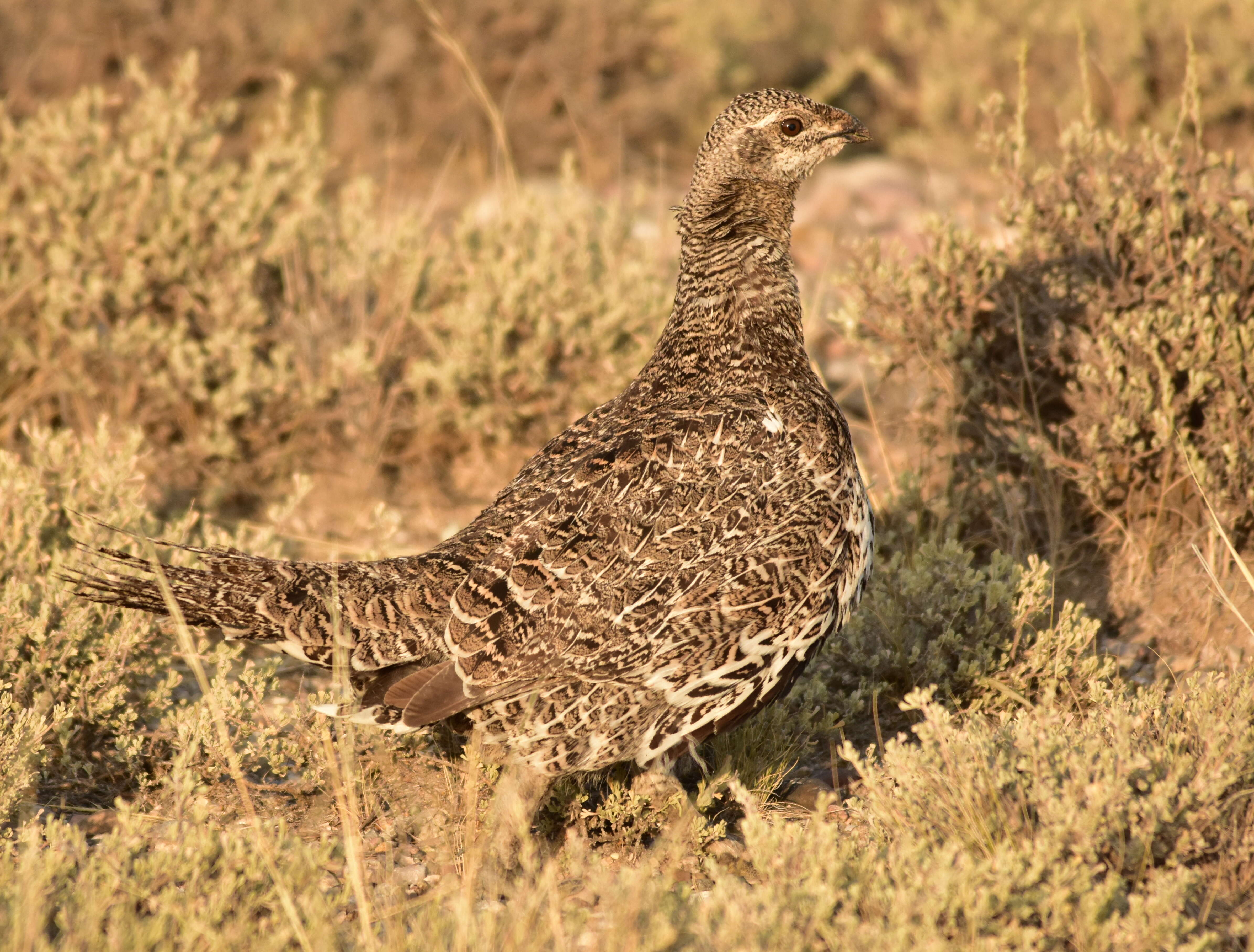 Image of Gunnison sage-grouse; greater sage-grouse