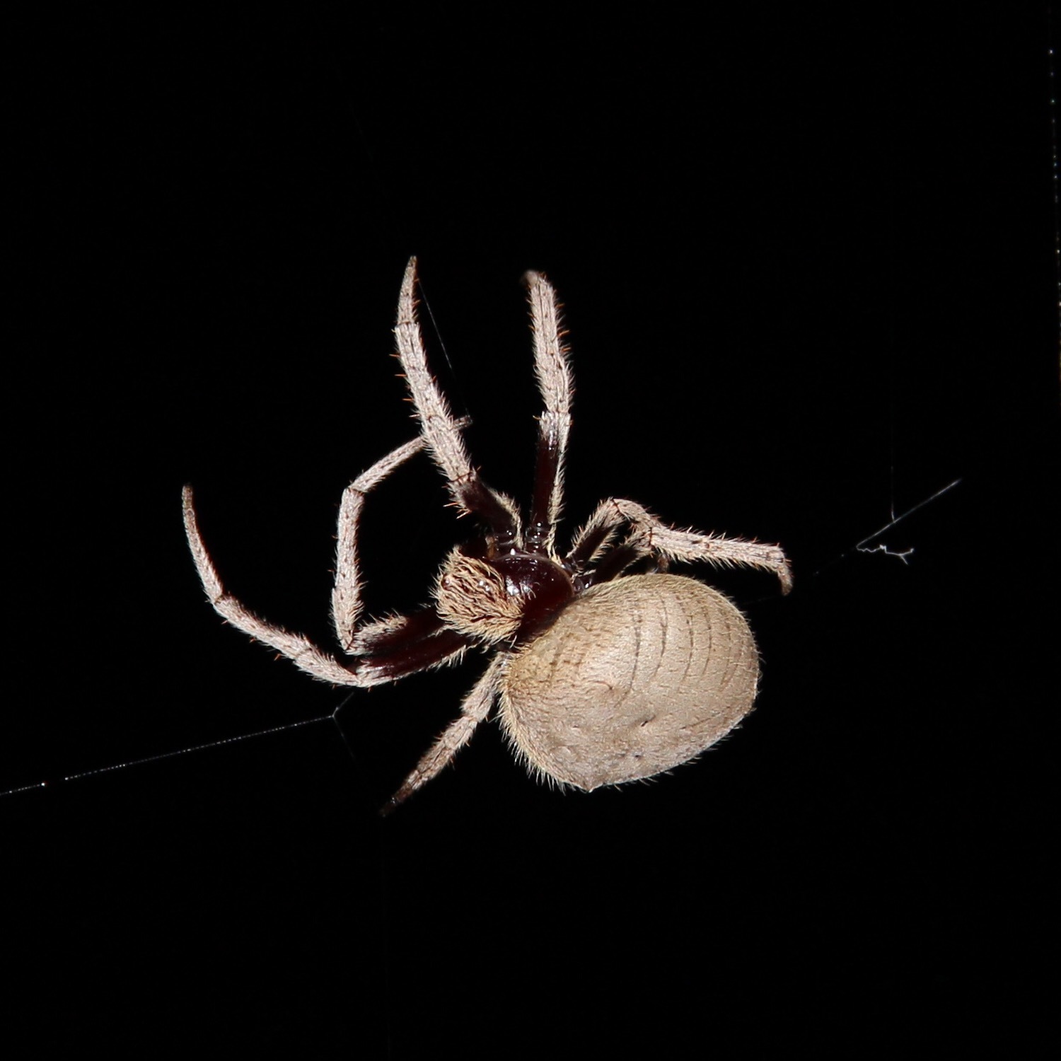 Australian garden orb weaver spider - Encyclopedia of Life