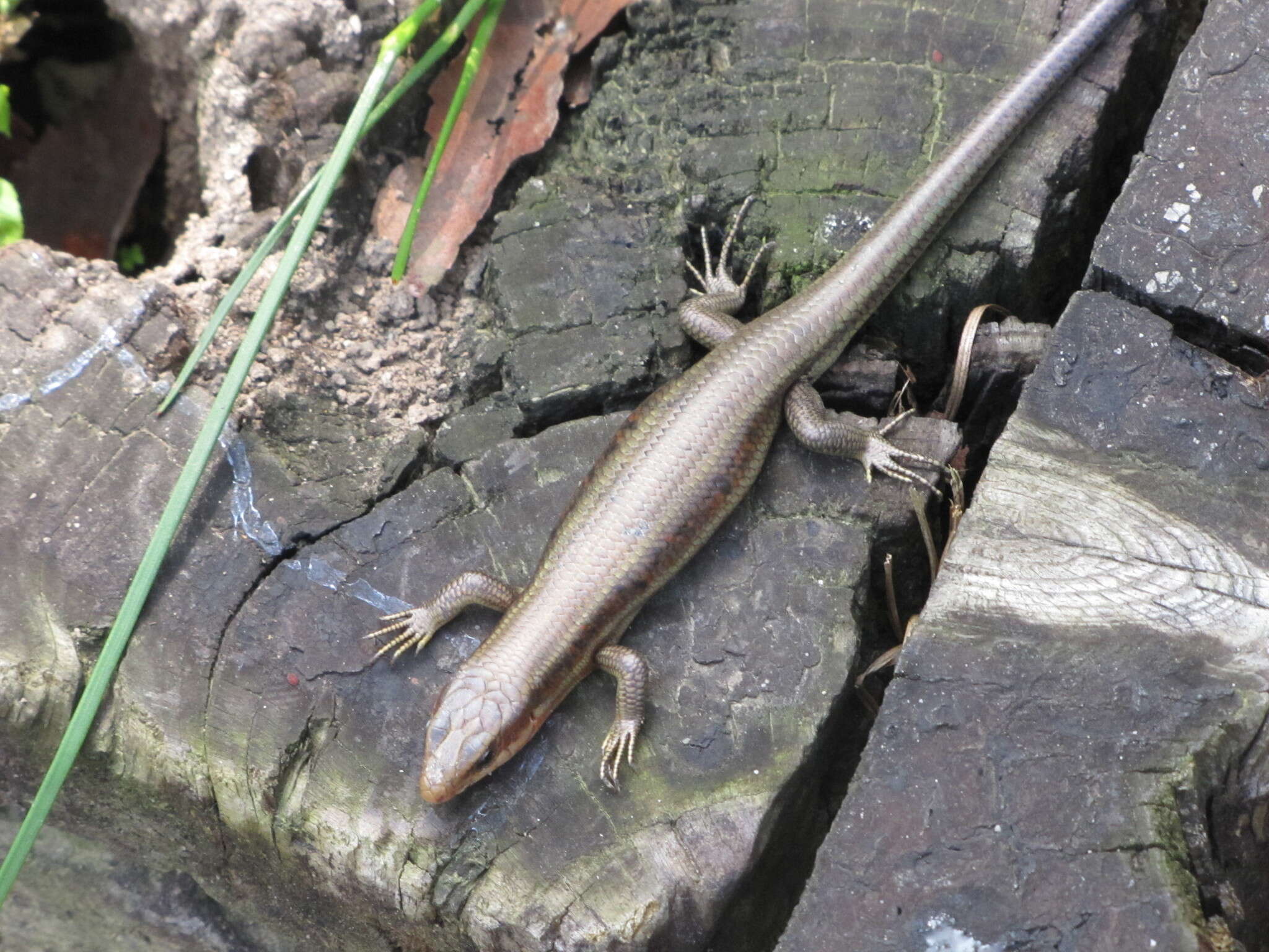 Image of Shanghai Elegant Skink