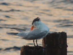 Image of Royal Tern