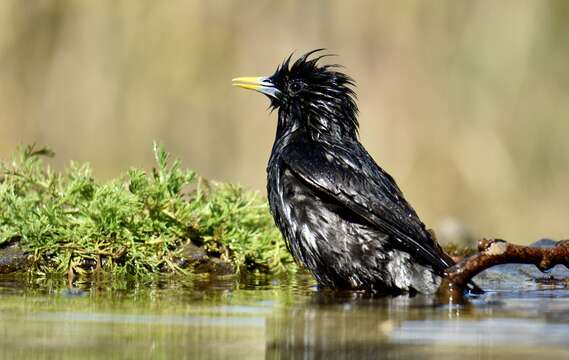 Image of Spotless Starling