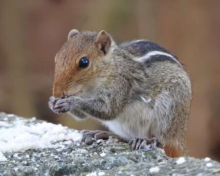 Image of Jungle Palm Squirrel