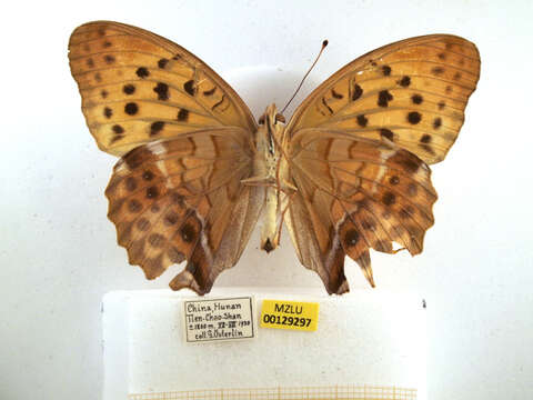 Image of Argynnis sagana