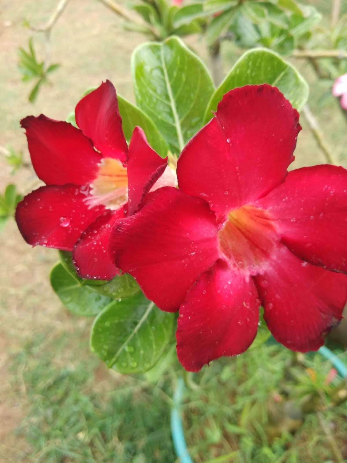 Image of Desert Rose