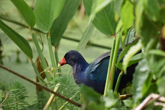 Image of American Purple Gallinule