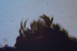Image of Pleomassariaceae