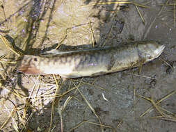 Image of bowfins