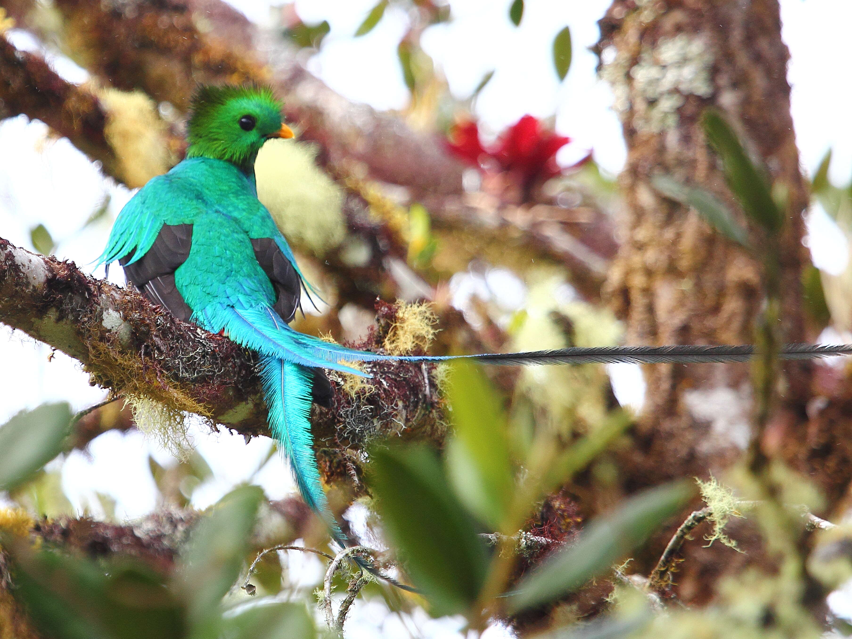 Image of Magnificent Quetzal