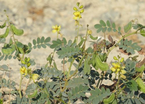 Image of <i>Senna italica</i>