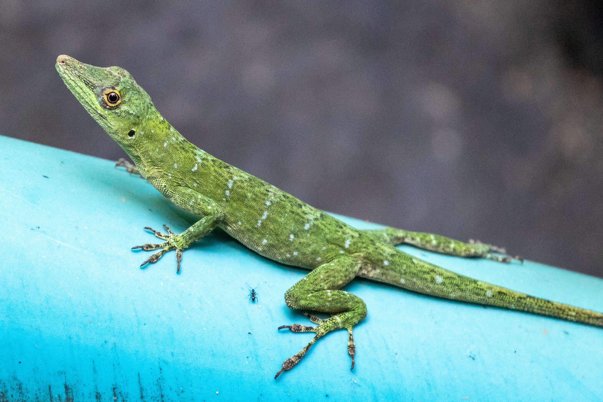 Image of Anolis punctatus Daudin 1802