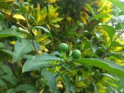 Image of twoleaf nightshade