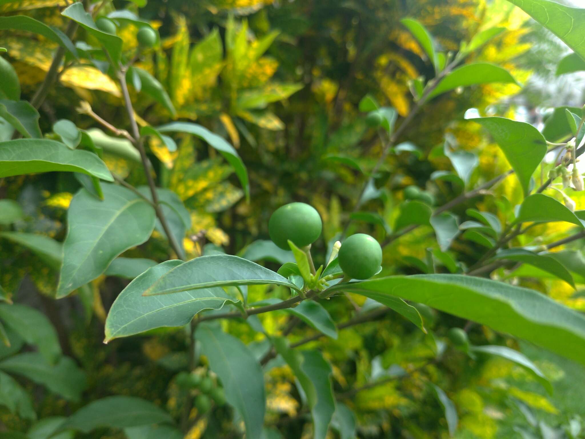 Image of twoleaf nightshade