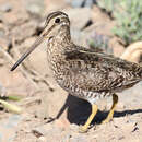 Image of Gallinago magellanica