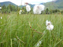 Image of common cottongrass