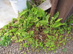 Image of Asian sword fern