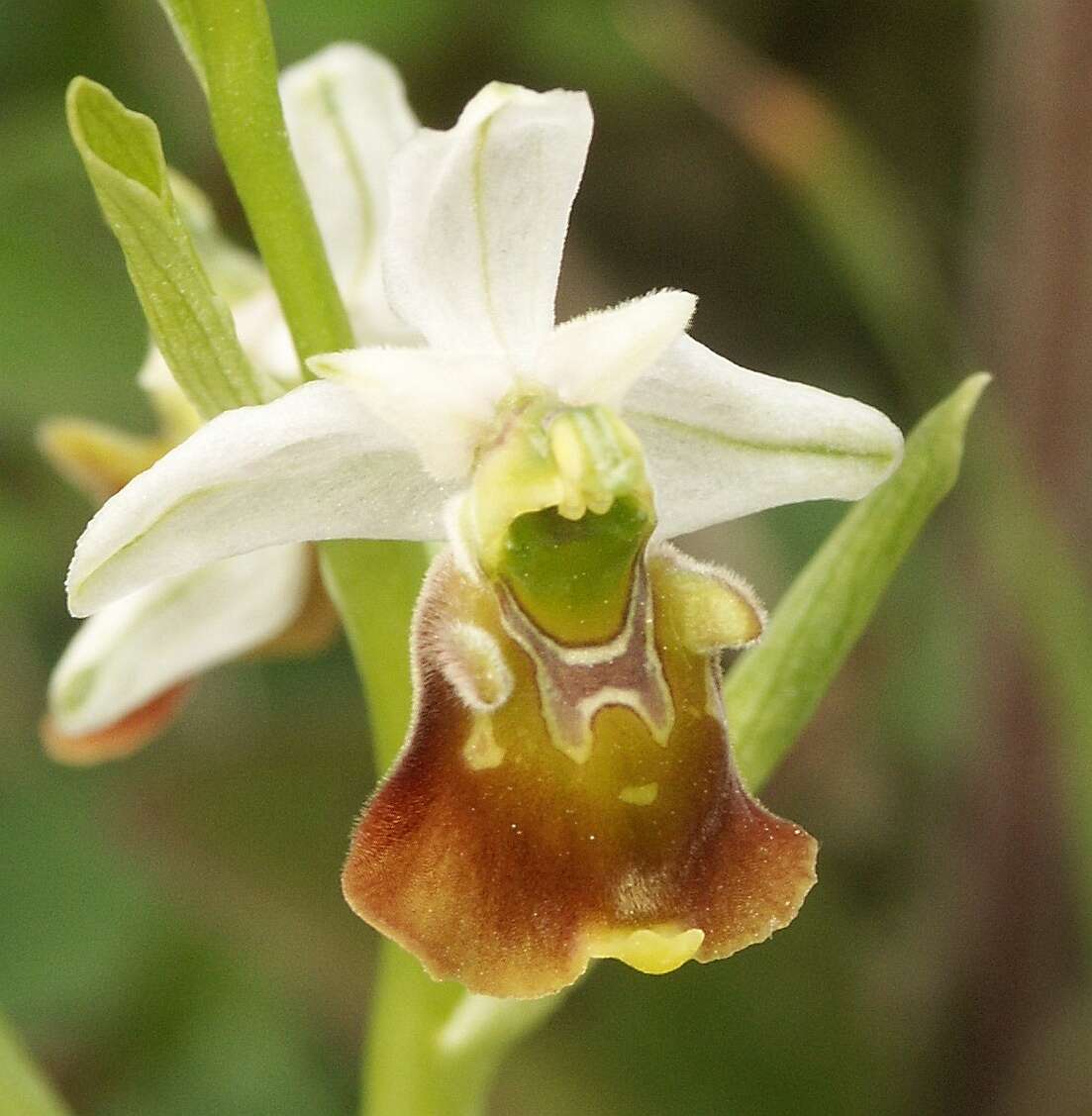 Image of Ophrys holosericea