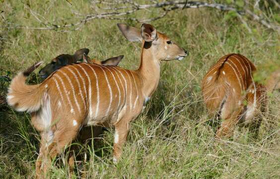 Image of Nyala