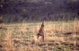 Image of Alcelaphus buselaphus caama