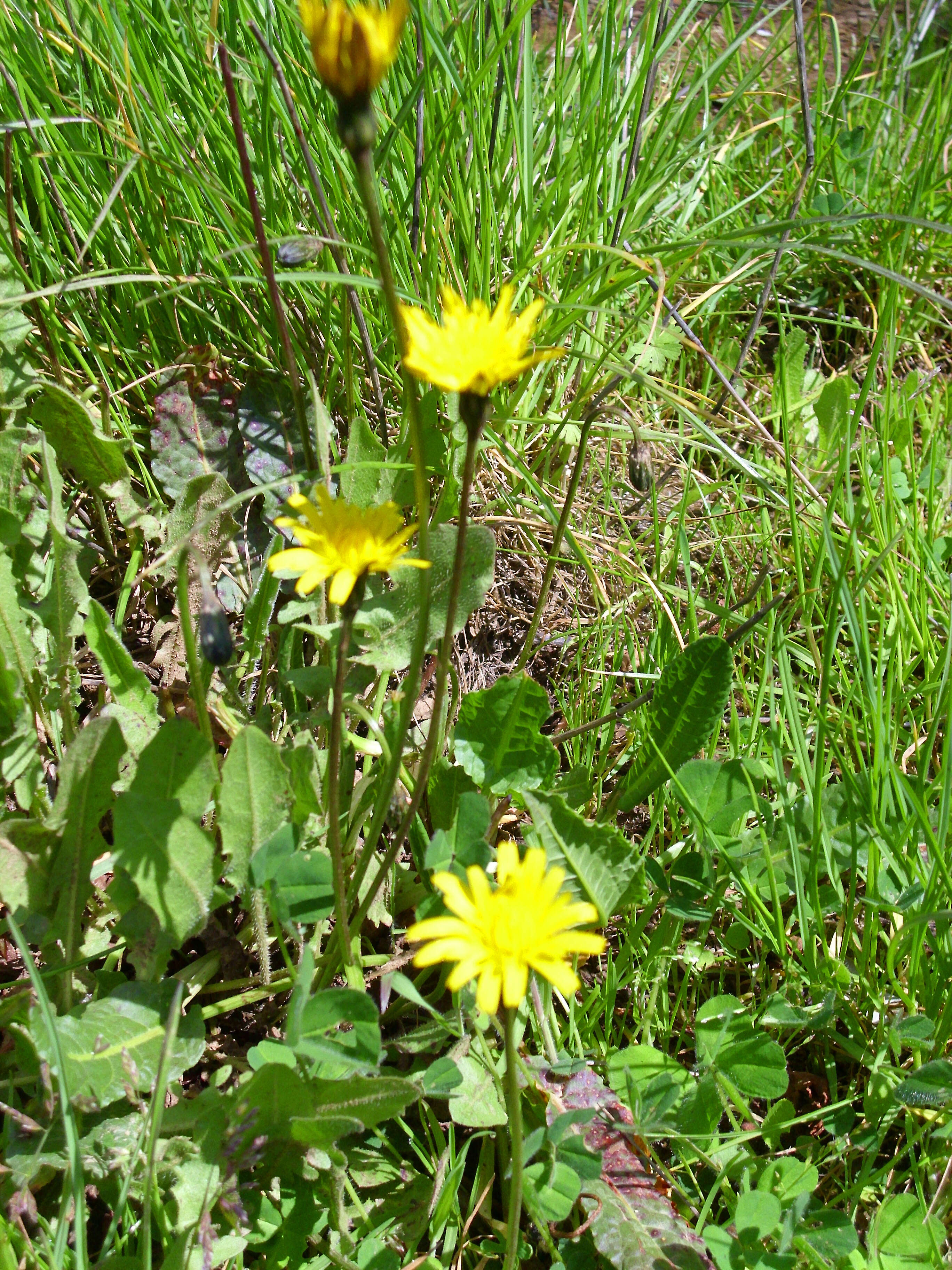 Image of Leontodon tuberosus L.